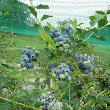 Bauernhof Gerber By Interhome شقة سيغناو