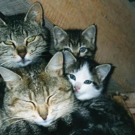 Bauernhof Gerber By Interhome *