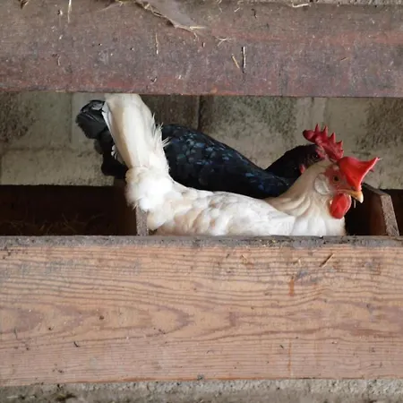 Bauernhof Gerber By Interhome شقة *