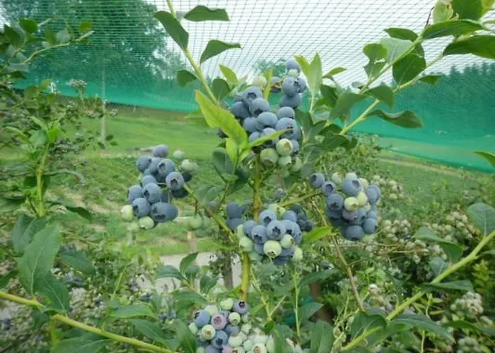 Bauernhof Gerber By Interhome דירה סיגנאו