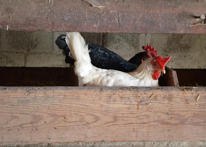 Bauernhof Gerber By Interhome דירה *