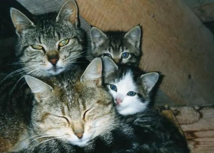 Bauernhof Gerber By Interhome *